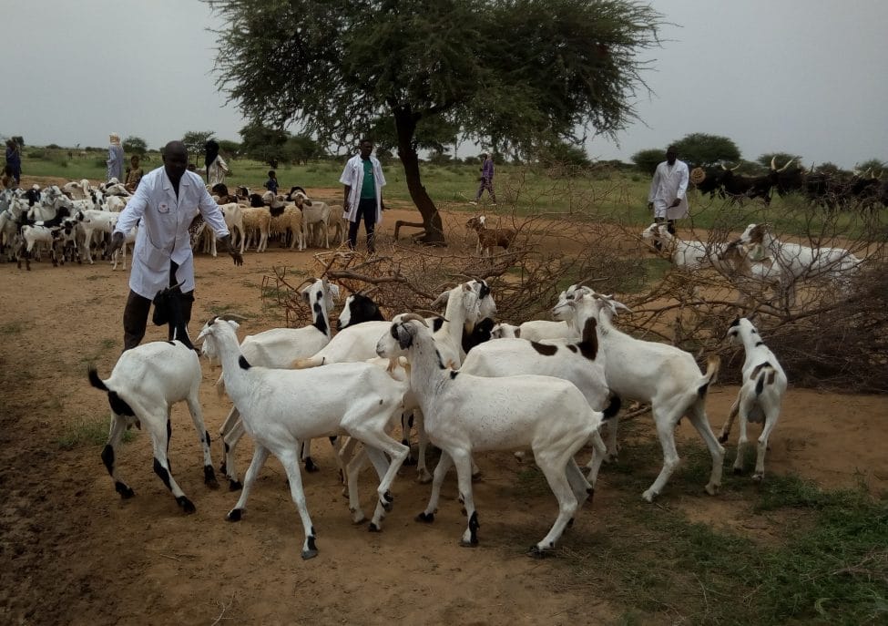 One Health: improving health risk management in Niger - Vétérinaires Sans  Frontières Belgium asbl